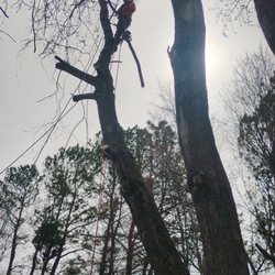JR Trees Service