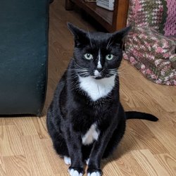 Sunnyview Animal Care Center - Harry