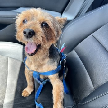 Urban Style Dog - Pet Groomers Near Me - Las Vegas, Nevada Urban Style Dog - Pet Groomers Near Me - Las Vegas, Nevada
