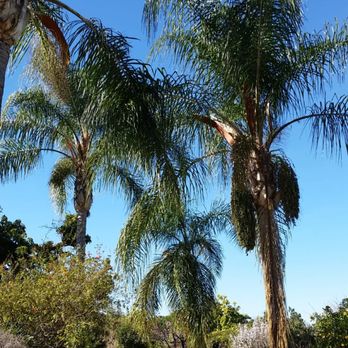 Elenes Tree Service - Before - Tree Services Near Me - Rialto, California