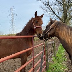 At Last Farm
