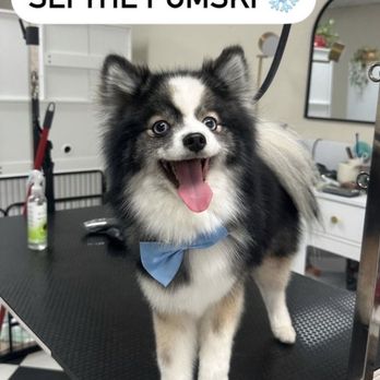 Lafleur Pet Grooming - Pet Groomers Near Me - Oakland, California