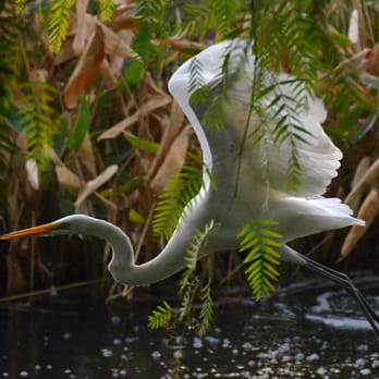 Riverwalk Parkway - My friend the Egret in midair, taken a few moments after the previous photo. - Parks Near Me - Riverside, California Riverwalk Parkway - My friend the Egret in midair, taken a few moments after the previous photo. - Parks Near Me - Riverside, California