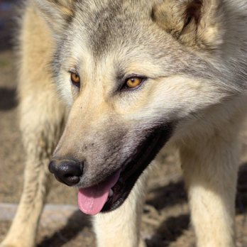 Wild Spirit Wolf Sanctuary - Zoos Near Me - Ramah, New Mexico Wild Spirit Wolf Sanctuary - Zoos Near Me - Ramah, New Mexico
