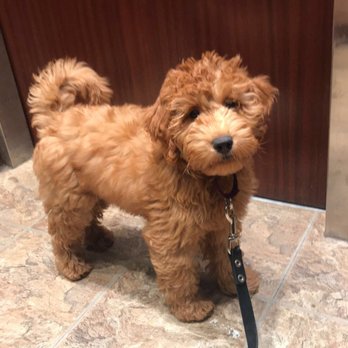 Bella Mini Doodles - Pet Breeders Near Me Bella Mini Doodles - Pet Breeders Near Me