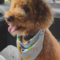 Dog