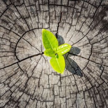 Trauma and Recovery Therapy - Counseling & Mental Health Near Me Trauma and Recovery Therapy - Counseling & Mental Health Near Me