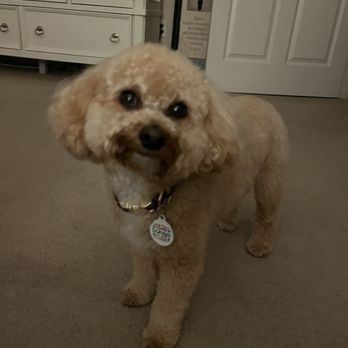 Proper Paws Pet Parlour - Tracker after coming home from Vivian. He always looks so cute! - Pet Groomers Near Me - Quartz Hill, California Proper Paws Pet Parlour - Tracker after coming home from Vivian. He always looks so cute! - Pet Groomers Near Me - Quartz Hill, California