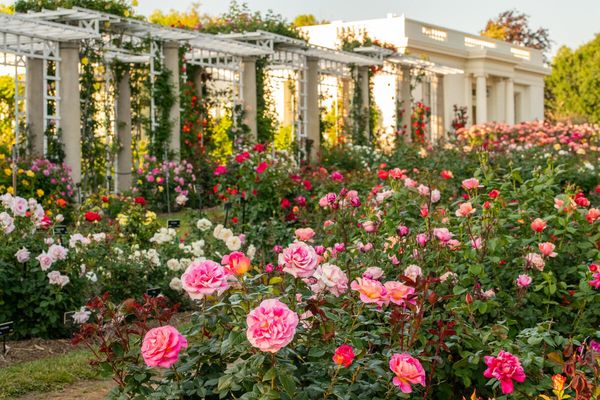 The Huntington Library, Art Museum, and Botanical Gardens by null