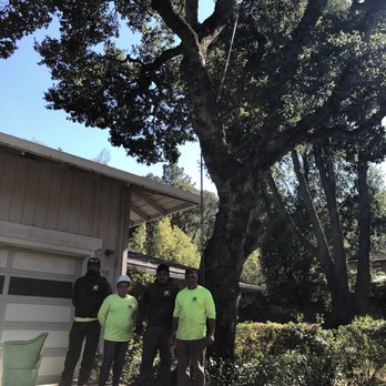 Jorge's Tree Service - Tree Services Near Me - San Rafael, California