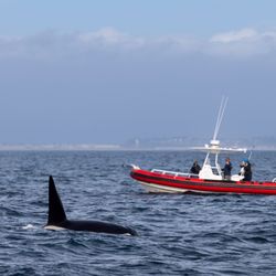 O’side whales - The best whale watching experience in Oceanside! Offering an intimate and personal experience with a maximum of six passengers.