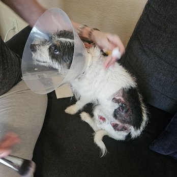 Willow Rock Pet Hospital - Veterinarians Near Me - Rocklin, California Willow Rock Pet Hospital - Veterinarians Near Me - Rocklin, California