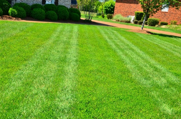 Photo of Lawn Care of Cumming - Cumming, GA, US. Mowing