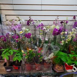 Li Xing Florist - Orchids