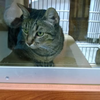PetSmart Grooming - Pet Training Near Me - Selma, Texas