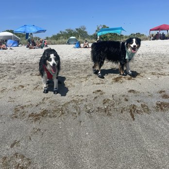 Brohard Paw Park & Beach - Frankie and Rue at the beach for the first time! - Dog Parks Near Me - Venice, Florida