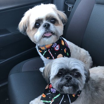 Wagging Tails Pet Resort - Pet Sitting Near Me - Tempe, Arizona
