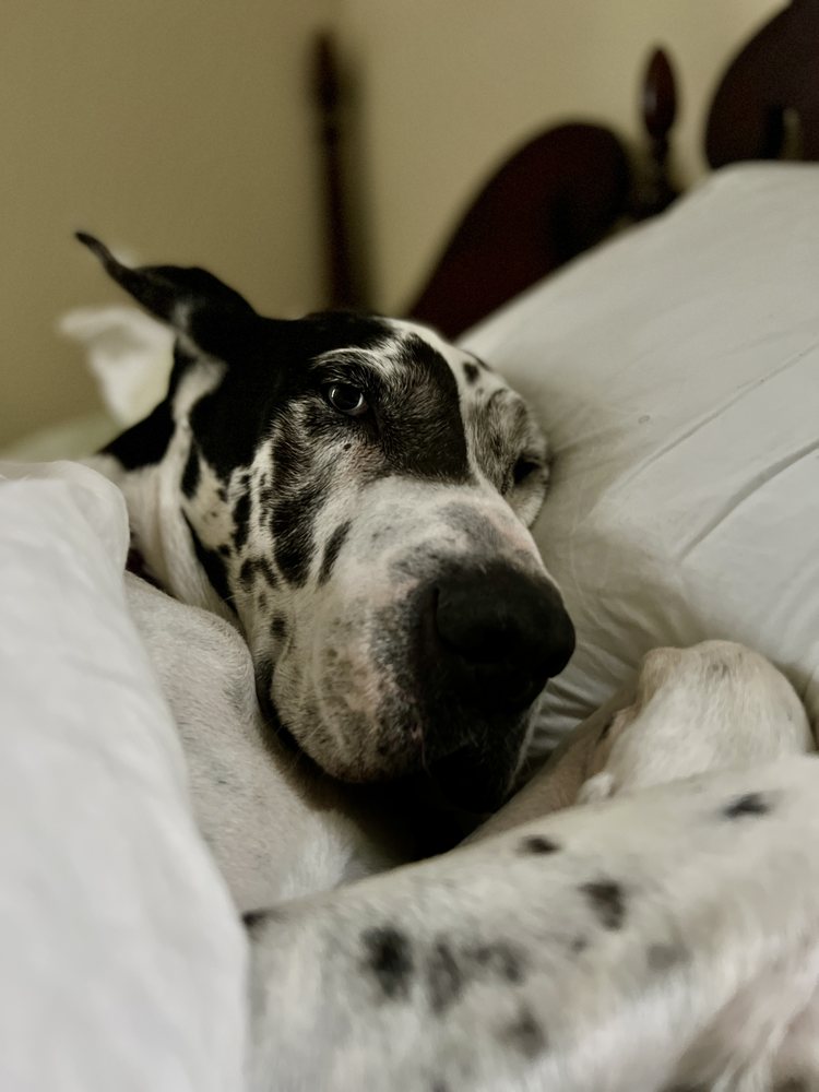 D’TAILS PET GROOMING Updated August 2024 96 Photos & 28 Reviews