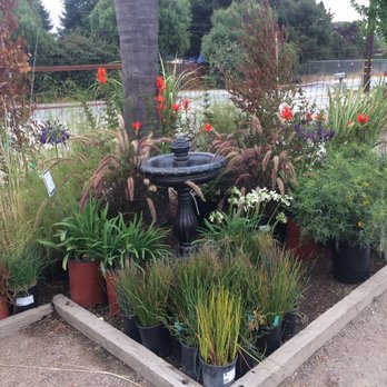 Far West Nursery - I always had ample choices to display our plants for the rest of us 'plant addicts'. - Nurseries & Gardening Near Me - Santa Cruz, California Far West Nursery - I always had ample choices to display our plants for the rest of us 'plant addicts'. - Nurseries & Gardening Near Me - Santa Cruz, California