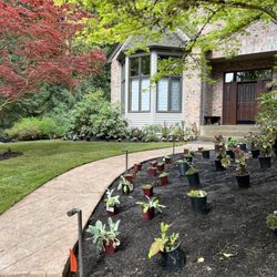 Wild Oasis Landscapes - Planting design