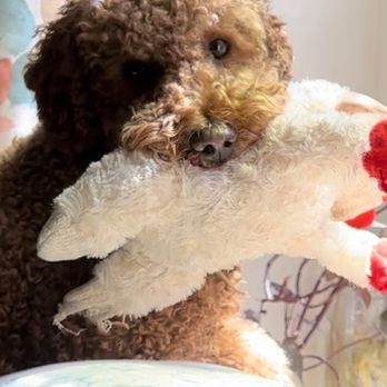 ProspectBArk! - On his couch at his window with lamb chop - Dog Walkers Near Me - Brooklyn, New York ProspectBArk! - On his couch at his window with lamb chop - Dog Walkers Near Me - Brooklyn, New York