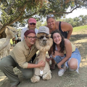 Canzelle Alpacas - Farms Near Me - Carpinteria, California Canzelle Alpacas - Farms Near Me - Carpinteria, California