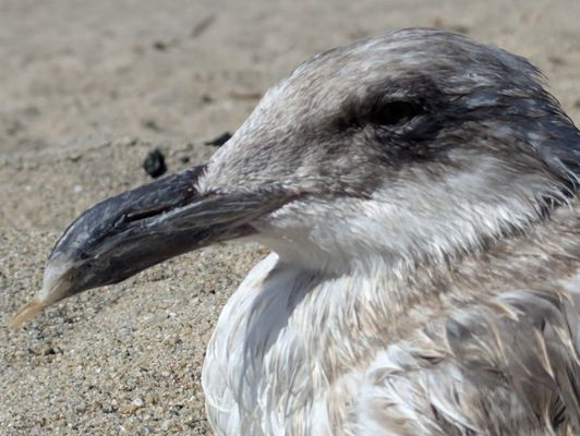 Twin Lakes State Beach by null