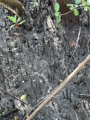 Manatee Viewing Center by null
