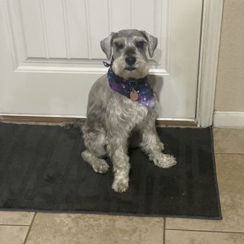 Bubbles Doggy Spaw - This is my pup Leo! - Pet Groomers Near Me - Cypress, Texas