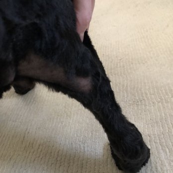 Follow Your Nose - Pet Stores Near Me - Evanston, Illinois