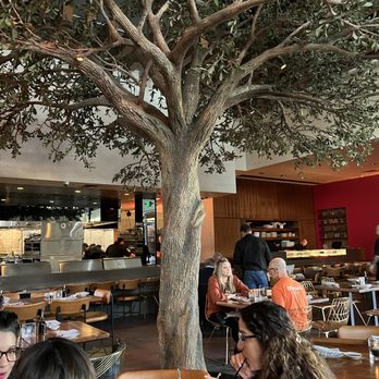 Sumomaya - Tree inside of restaurant - Mexican Near Me - Scottsdale, Arizona Sumomaya - Tree inside of restaurant - Mexican Near Me - Scottsdale, Arizona