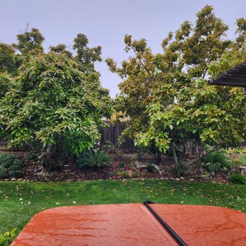 Jorge Salinas Tree Service - Before - Tree Services Near Me - Ventura, California