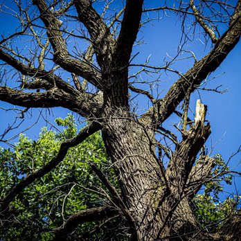 Jester Park Nature Center - Just Some thing about dead trees - Parks Near Me - Granger, Iowa Jester Park Nature Center - Just Some thing about dead trees - Parks Near Me - Granger, Iowa