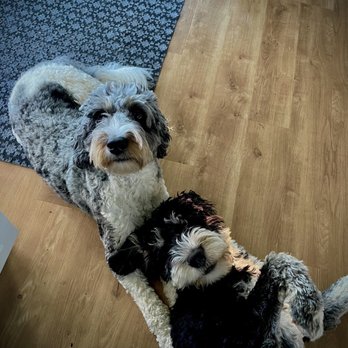 1. A Dog's Tale Grooming Salon