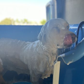 Muddy Mutts Mobile Grooming - Sweet Marley all soapy! - Pet Groomers Near Me Muddy Mutts Mobile Grooming - Sweet Marley all soapy! - Pet Groomers Near Me