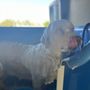 Photo of Muddy Mutts Mobile Grooming
