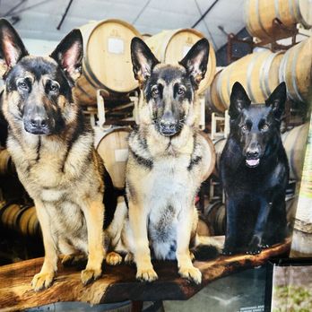 D'Alfonso-Curran Wines - Amazing dogs! - Wineries Near Me - Lompoc, California