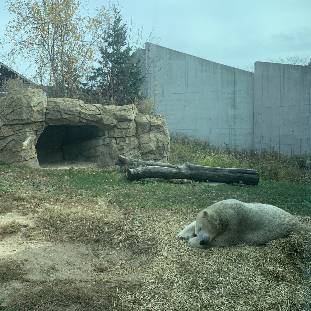 We found a sleeping Polar Bear and he was not Lost.