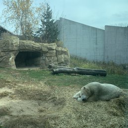 We found a sleeping Polar Bear and he was not Lost. We found a sleeping Polar Bear and he was not Lost.
