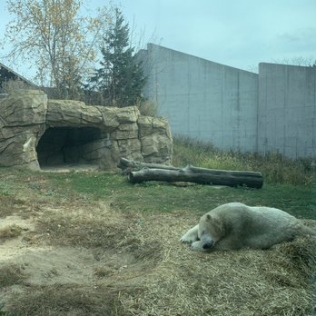 Henry Vilas Park Zoo - We found a sleeping Polar Bear and he was not Lost. - Zoos Near Me - Madison, Wisconsin Henry Vilas Park Zoo - We found a sleeping Polar Bear and he was not Lost. - Zoos Near Me - Madison, Wisconsin