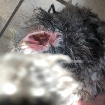 Barkingham Palace LLC - Pet Groomers Near Me - Metuchen, New Jersey