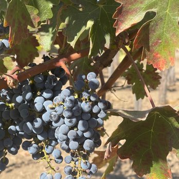 Frog's Leap Winery - Wineries Near Me - Rutherford, California Frog's Leap Winery - Wineries Near Me - Rutherford, California