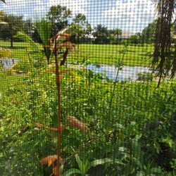 Seacoast Lawn Tropical Service