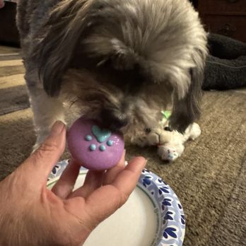 Redondo Dog - Dog eating cupcakes - Pet Services Near Me - Carson, California Redondo Dog - Dog eating cupcakes - Pet Services Near Me - Carson, California