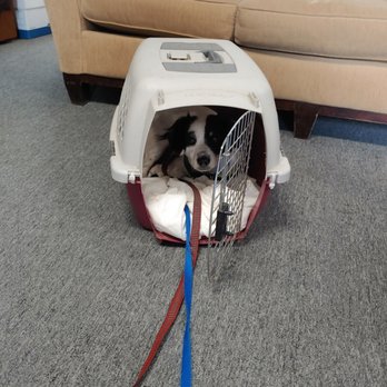 2nd Chances Rescue - Her first day or days- FROM THIS TO PLAYFUL CRAZY GIRL! - Pet Adoption Near Me - Norco, California