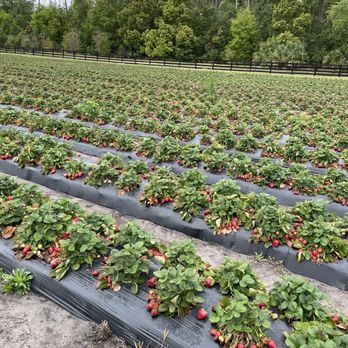 Oak Haven Farms  - Strawberry field - Ranches Near Me - Sorrento, Florida