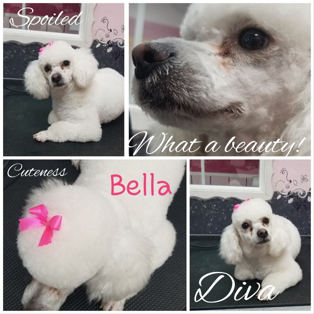 PAWSH DOG HOUSE 22 Photos & 14 Reviews 101 E Edgewood Dr