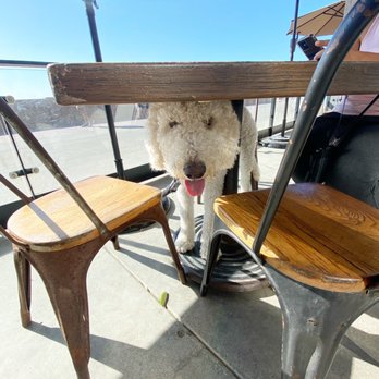 Draft - Dog friendly - American Near Me - San Diego, California Draft - Dog friendly - American Near Me - San Diego, California