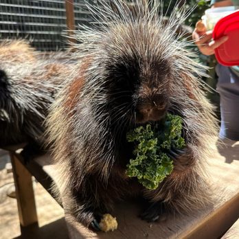 Wildlife Learning Center - Yummy!! - Zoos Near Me - Sylmar, California Wildlife Learning Center - Yummy!! - Zoos Near Me - Sylmar, California