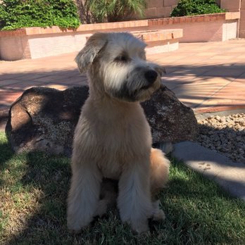 Boom-Chicka-Groom-Groom - Pet Groomers Near Me Boom-Chicka-Groom-Groom - Pet Groomers Near Me